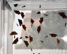 Edukacyjna Motylarnia działa w Boguszycach (gmina Oleśnica)