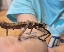 Edukacyjna Motylarnia działa w Boguszycach (gmina Oleśnica)