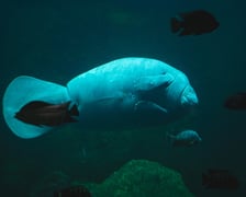 Manat z Afrykarium w ogrodzie zoologicznym we Wrocławiu