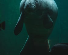 Manat z Afrykarium w ogrodzie zoologicznym we Wrocławiu