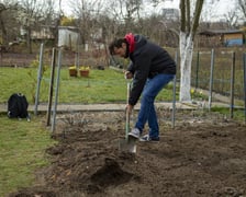 Na wiosnę, w marcu lub kwietniu, trzeba chwycić za łopatę i przekopać warzywnik