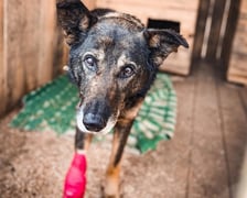 Z Ukrainy przyjechało do Wrocławia kilkadziesiat zwierząt