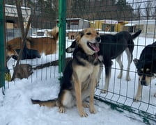 Z Ukrainy przyjechało do Wrocławia kilkadziesiat zwierząt