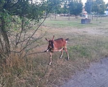 Kozy na ulicy Koziej we Wrocławiu