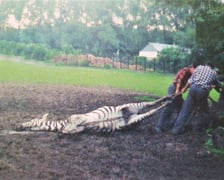 Powódź Tysiąclecia w ZOO Wrocław, lipiec 1997. Zebra rozbiła się spłoszona hukiem helikoptera