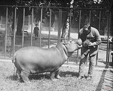 Jakie zwierzęta żyły we wrocławskim ZOO przed II wojną światową? Zobaczcie zdjęcia w naszej galerii