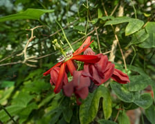 W Ogrodzie Botanicznym we Wrocławiu rośnie mnóstwo ciekawych roślin