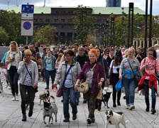 Parada Psów Wrocławskich