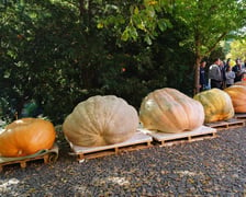 Dolnośląski Festiwal Dyni