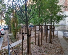 Odnowione podwórko na Przedmieściu Oławskim wyróżnia się owocowym sadem z 36 gruszami
