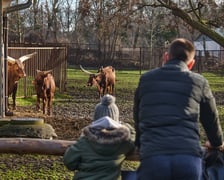 ZOO Wrocław ? w środy na niższe ceny mogą liczyć studenci, za bilet wstępu do ogrodu zapłacą 50 zł. Z kolei w czwartki zniżki czekają na emerytów, rencistów i osoby niepełnosprawne ? 40 zł (osoby, które posiadają Wrocławską Kartę Seniora zapłacą jedynie 15 zł). Adres: Wróblewskiego 1-5.