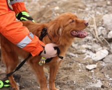 <p>Ratownik zakłada psu obrożę zapinaną na rzepę z przymocowanym dzwonkiem. Dźwięk pozwala zlokalizować psa</p>
