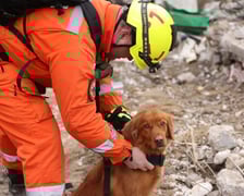 <p>Ratownik zakłada psu obrożę zapinaną na rzepę z przymocowanym dzwonkiem. Dźwięk pozwala zlokalizować psa</p>