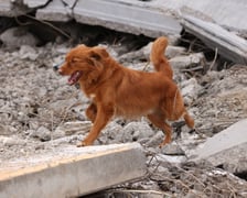 <p>Pies zaczyna poszukiwania</p>