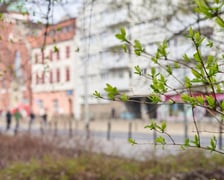 <p>Oznaki wiosny na placu Nowy Targ</p>