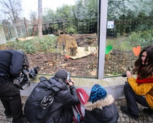 <p>Na zdjeciu: Tygrys Tengah z wrocławskiego zoo, kt&oacute;ry obchodzi 14 lat&nbsp;</p>