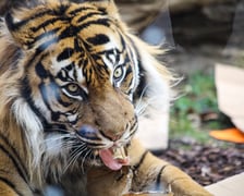 <p>Na zdjeciu: Tygrys Tengah z wrocławskiego zoo, kt&oacute;ry obchodzi 14 lat&nbsp;</p>