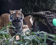 <p>Na zdjeciu: Tygrys Tengah z wrocławskiego zoo, kt&oacute;ry obchodzi 14 lat&nbsp;</p>