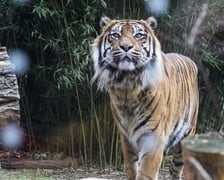 <p>Na zdjeciu: Tygrys Tengah z wrocławskiego zoo, kt&oacute;ry obchodzi 14 lat&nbsp;</p>