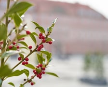 NA zdjęciu kwiaty - pierwsze oznaki wiosny we Wrocławiu