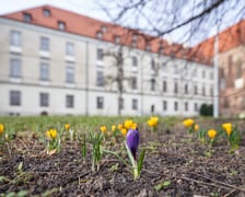 NA zdjęciu kwiaty - pierwsze oznaki wiosny we Wrocławiu