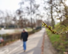 NA zdjęciu kwiaty - pierwsze oznaki wiosny we Wrocławiu