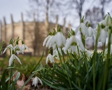 NA zdjęciu kwiaty - pierwsze oznaki wiosny we Wrocławiu