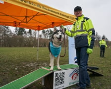 <p>Na zdjęciu psy z TOZ Schroniska dla Bezdomnych Zwierząt na spacerze w parku Grabiszyńskim. Celem jest znalezienie nowych opiekun&oacute;w</p>