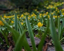 <p>Widoki z Ogrodu Botanicznego, rośliny powoli budzą się na wiosnę</p>