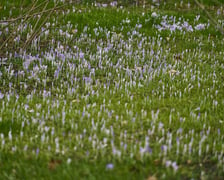 <p>Widoki z Ogrodu Botanicznego, rośliny powoli budzą się na wiosnę</p>