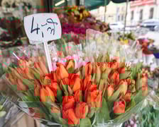 Ceny kwiatów na placu Solnym we Wrocławiu