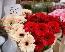 Ceny kwiatów na placu Solnym we Wrocławiu