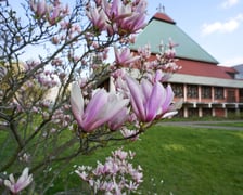 Magnolia przy Młodych Techników