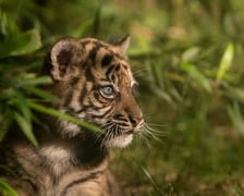 Wrocławski ogród zoologiczny.