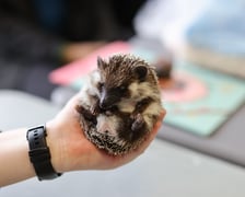 Dolnośląskie Targi Zoologiczne na Tarczyński Arena