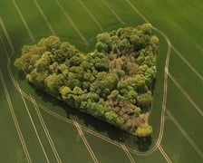 Niezwykły zagajnik w ujęciu mieszkańca Skarszyna, Wojciecha Witkowskiego