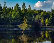 Arboretum Leśne