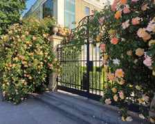 Róże przy Pałacu Królewskim