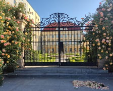 Róże przy Pałacu Królewskim