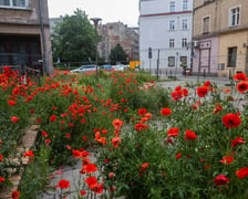 Maki wyrosły na działce budowlanej przy Uniwersytecie Wrocławskim