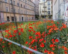 Maki wyrosły na działce budowlanej przy Uniwersytecie Wrocławskim