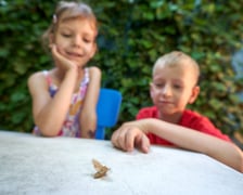 Przedszkolaki z "Zielonego Przedszkola przy Tramwajowej  zajmują się m .in. hodowlą motyli