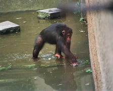 <p>Wrocławskie zoo podczas powodzi. Wybieg dla szympans&oacute;w</p>