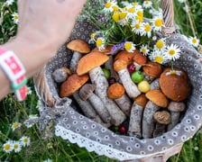 Świetnym miejscem na grzybobranie są lasy Gór Sowich w okolicy Sierpnicy, Zagórza Śląskiego, okolice Bystrzycy Górnej...