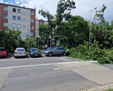 Drzewo, które  spadło na ul. Baciarellego
