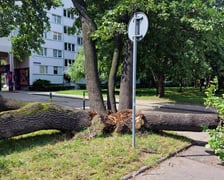Drzewo, które  spadło na ul. Baciarellego