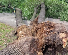 Drzewo, które  spadło na ul. Baciarellego