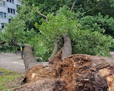 Drzewo, które  spadło na ul. Baciarellego