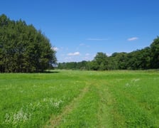 Widok na polane śródleśną w Lesie Strachocińskim