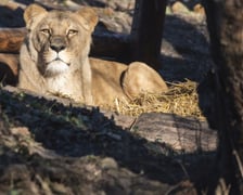 Lwica Okavango na wybiegu w zoo